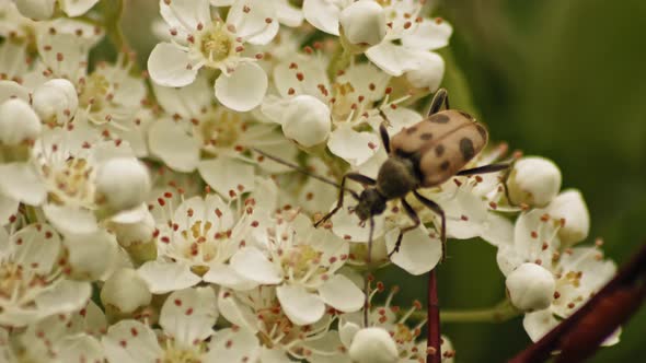 Judolia Beetle On A Beautiful Firethorn Shrub Flowers. Close Up, Macro Shot