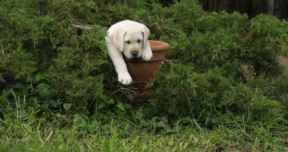 Yellow Labrador Retriever, Puppy Playing in a Flowerpot, Normandy, Slow Motion 4K