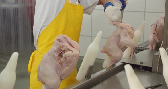 Hands Develop Chicken Meat In Production