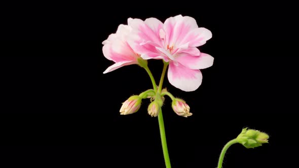 Time Lapse of Opening Pink Geranium ( Pelargonium ) Flower