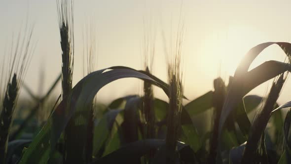 Calm View Wheat Spikelets Ripening on Sunset Close Up