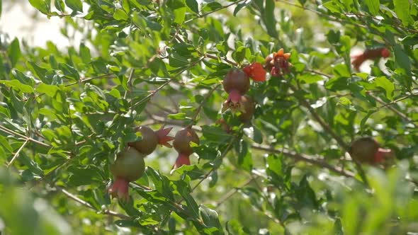 Pomegranate Orchids on Sunny Summer Day