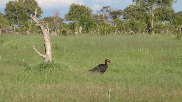 Southern ground hornbill walks around the bushes 