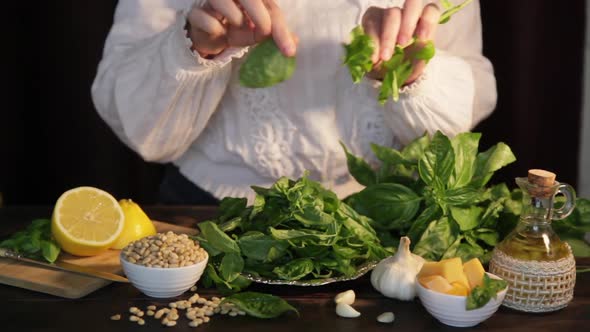 The process of making pesto sauce at home. A woman plucks leaves from a basil branch