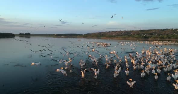 doing an orbit shot and chasing a flock of flying pelicans