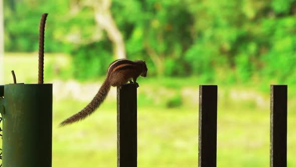 Squirrel Jumping on the Fence on the Green Trees Background