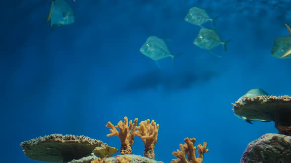 Underwater Life with Coral Fishes in Aquarium