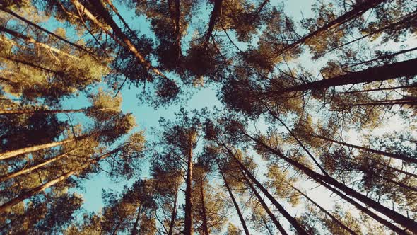 Long Cinematic Pine Forest Tree Tops Spin Background