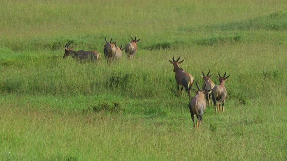 Herd of Topi antelopes