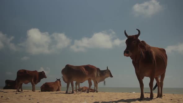 The Symbol of Sri Lanka. Cow on the Beach