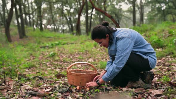 Woman collecting Lactarius deliciosus mushroom and putting into basket