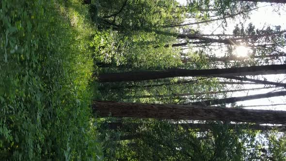 Vertical Video Aerial View Inside a Green Forest with Trees in Summer