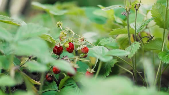 Wild strawberries in the garden