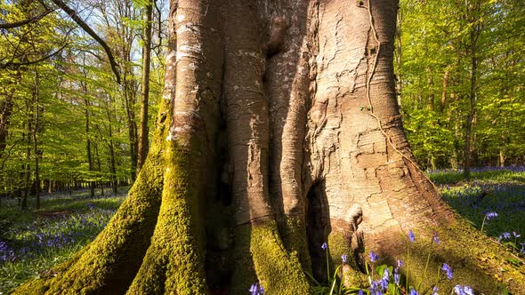 Time Lapse of Bluebells Forest during spring time in natural park in Ireland.