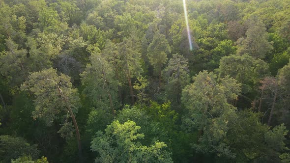 Aerial View of Trees in the Forest. Ukraine