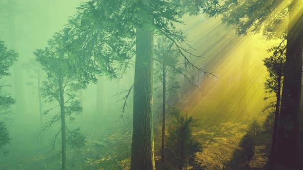 Morning Fog in the Giant Sequoias Forest