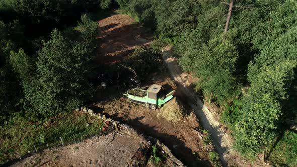 Cut trees in the green forest