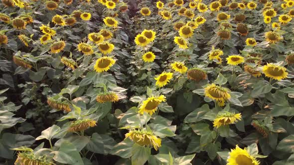 Blooming Sunflower in the Field of Agriculture