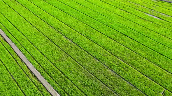 4K Aerial view of agriculture in rice fields for cultivation