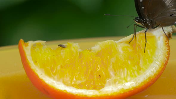 Close up of a butterfly on orange slice