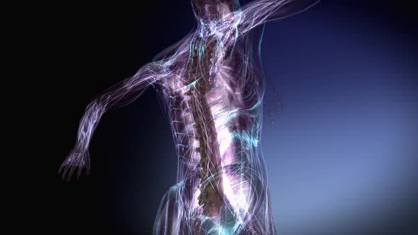 Female Skeletal Vertebral Column alt