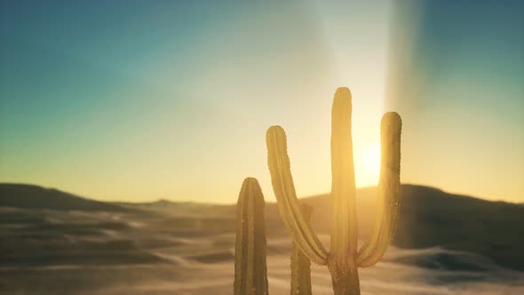 Saguaro Cactus on the Sonoran Desert in Arizona