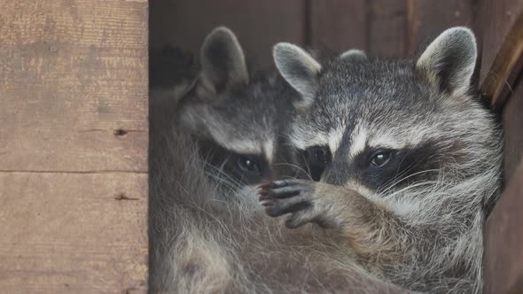 Pair of Racoons Procyon Lotor Licking Each Other. Funny Animals in Wooden House.