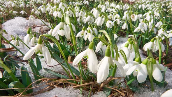 Closeup of Snowdrop Flowers in Melting Snow in Spring Morning Time Lapse