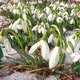 Closeup of Snowdrop Flowers in Melting Snow in Spring Morning Time Lapse - VideoHive Item for Sale
