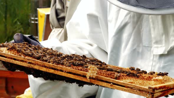 Beekeeper holding and examining beehive