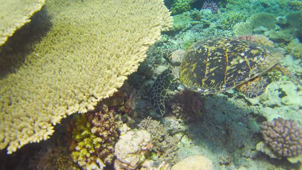 Turtle Swimming in Blue Water