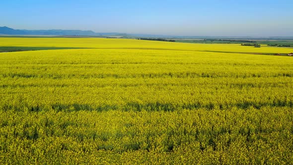 Aero Panorama of a Field of Yellow Rape or Canola Flowers, Grown for the Rapeseed Oil Crop