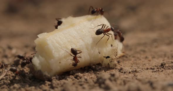 Closeup Shot of Ants