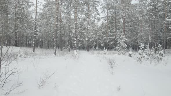 Winter In A Pine Forest