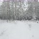 Winter In A Pine Forest - VideoHive Item for Sale
