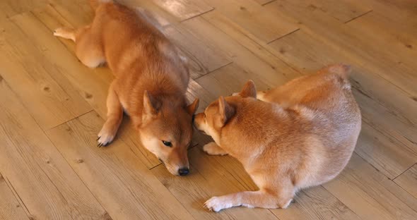 Shiba inu at home