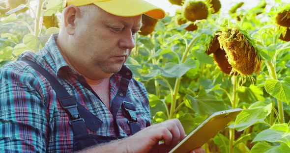 Portrait of a Male Farmer in a Wheat Field Sunflower