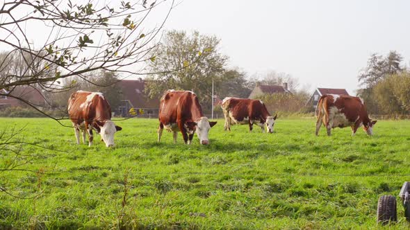 herd of red friesian cows grazing