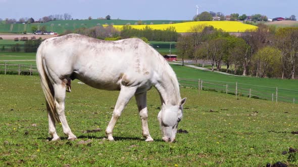 White horse enjoying some grass out on a field