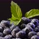 Blueberries with leaf of mint, sprinkle with drops of water 4K view - VideoHive Item for Sale