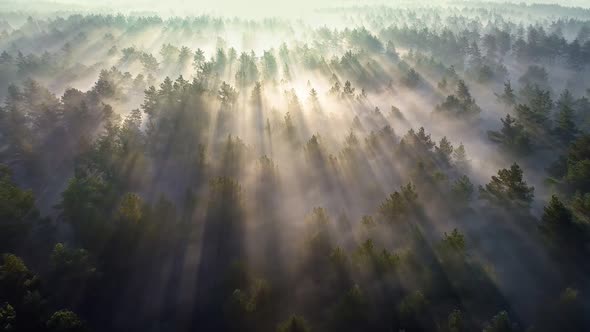 Warm Sunbeams Illuminating Magical Pine Trees in the Misty Forest. Sun Rays Make Their Way Through