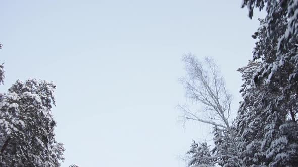 Winter Sky Through the Tops of Snow-Covered Pine Trees