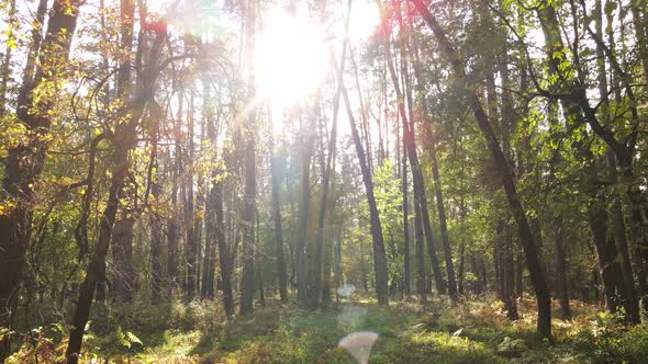 Trees in the Forest on an Autumn Day