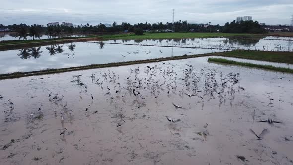 Asian openbill fly to paddy field look for snail 