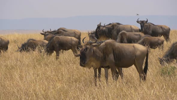 Wildebeests on grassland