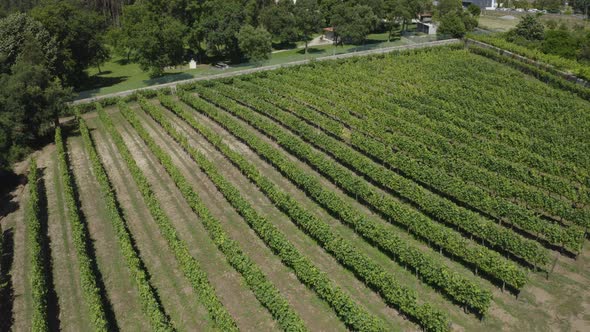 Green Vineyards Aerial View