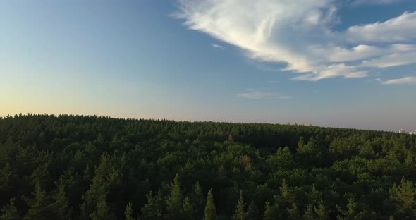 Drone Flight Over Pine Forest During Sunset, Clear Blue Sky