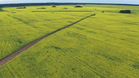 Aerial View of the Road in a Field with Yellow Flowers
