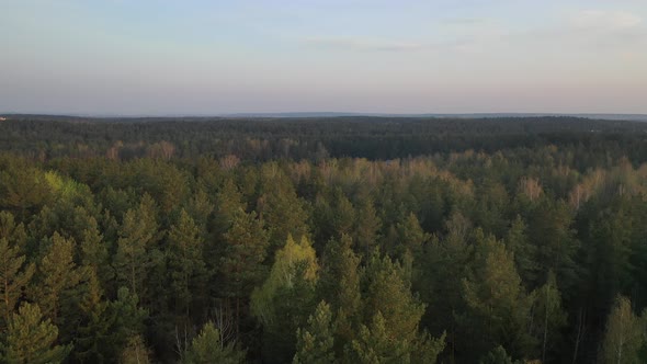 Flying Over a Forest in Europe 