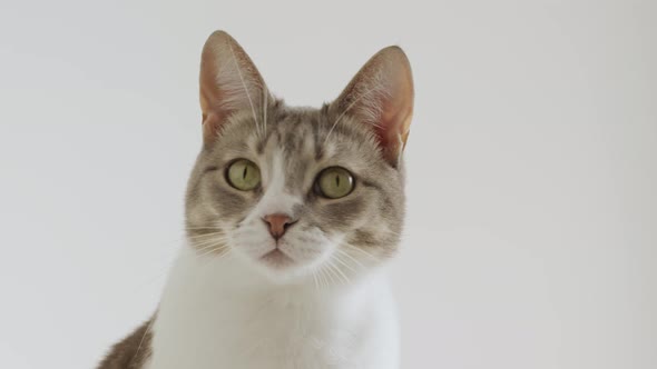 White Striped American Shorthaired Cat Looking Around on a White Background